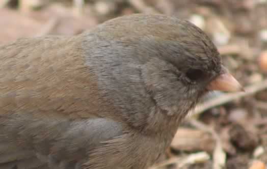 Junco ... head view ... in East Texas in winter